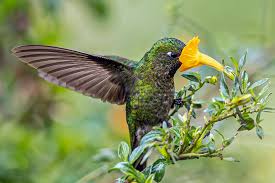 colibri ensifera