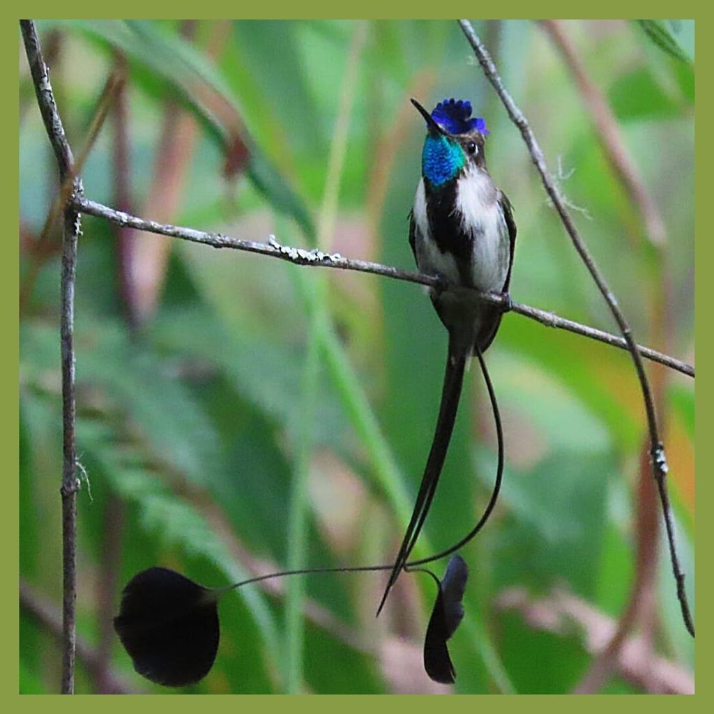 REFUGIO COLIBRI ESPATULA 2